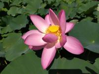 開花2日目朝の大賀蓮