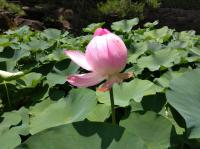 開花2日目昼、花びらを閉じた大賀蓮