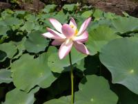 開花3日目朝の大賀蓮