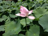 開花3日目昼の大賀蓮