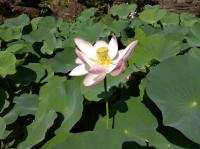 開花4日目朝の大賀蓮