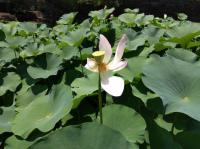 開花4日目昼、花びらが散った大賀蓮