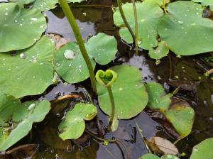 ハートマークの大賀蓮の葉