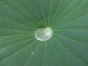 水をはじく大賀蓮の葉