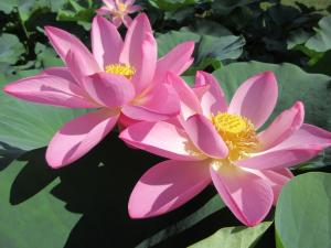 2輪並んで咲いた大賀蓮