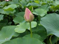 開花前日の朝の大賀蓮のつぼみ