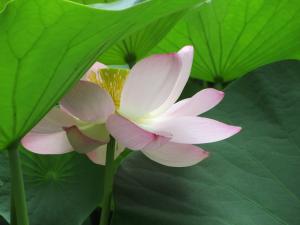 葉の日陰に咲く大賀蓮