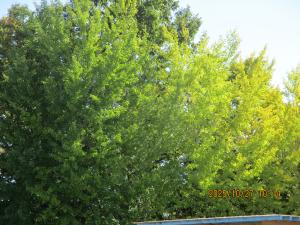 イチョウの木①