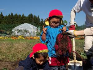 サツマイモ掘り１