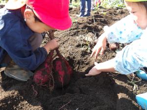 サツマイモ掘り２