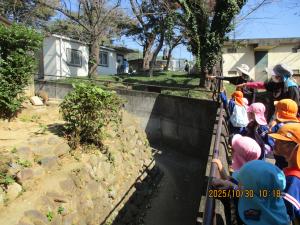 ミーアキャットの見学