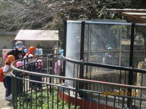 ミーアキャット①