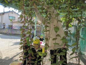 ツルムラサキの実