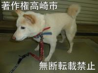 白柴横向き写真