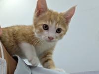 茶白猫肩に乗っている