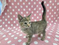 ムギワラ猫左側面