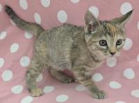 ムギワラ猫右側面