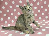 ムギワラ猫上向いている