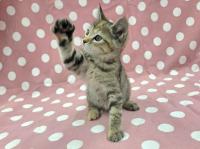 ムギワラ猫パンチ