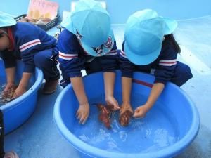 さつまいも洗い1