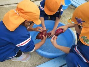 さつまいも洗い3