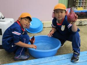 さつまいも洗い5