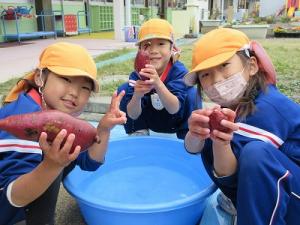 さつまいも洗い6