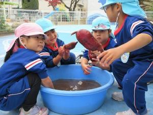 さつまいも洗い4