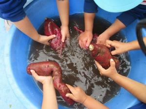 さつまいも洗い2