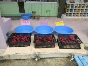 さつまいも洗い8