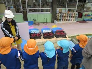 さつまいも洗い7