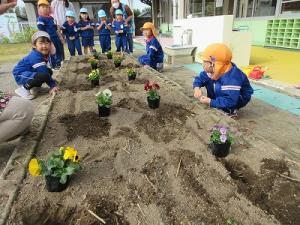パンジーの苗植え