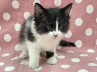 黒白長毛猫正面