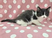 黒白長毛猫右側面