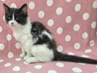 黒白長毛猫右側面2