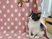 黒白長毛猫おもちゃ