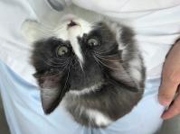 黒白長毛猫見上げている