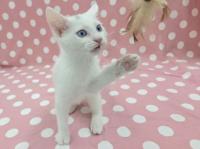 白黒猫おもちゃ