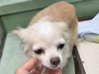 チワワ撫でられている