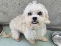 シーズー風正面