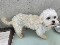 シーズー風右側面