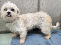 シーズー風左側面