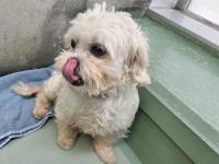 シーズー風舌出ている