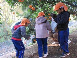 みかん狩り2
