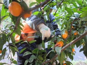 みかん狩り3