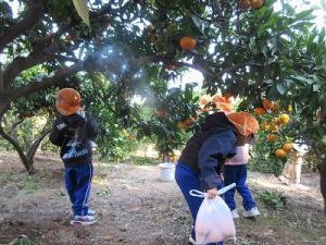 みかん狩り4