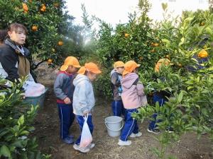 みかん狩り6