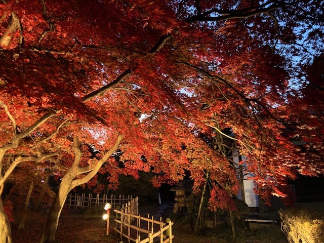 11月21日の様子2