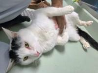 白黒猫はらだし