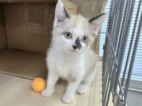 シャム柄猫正面